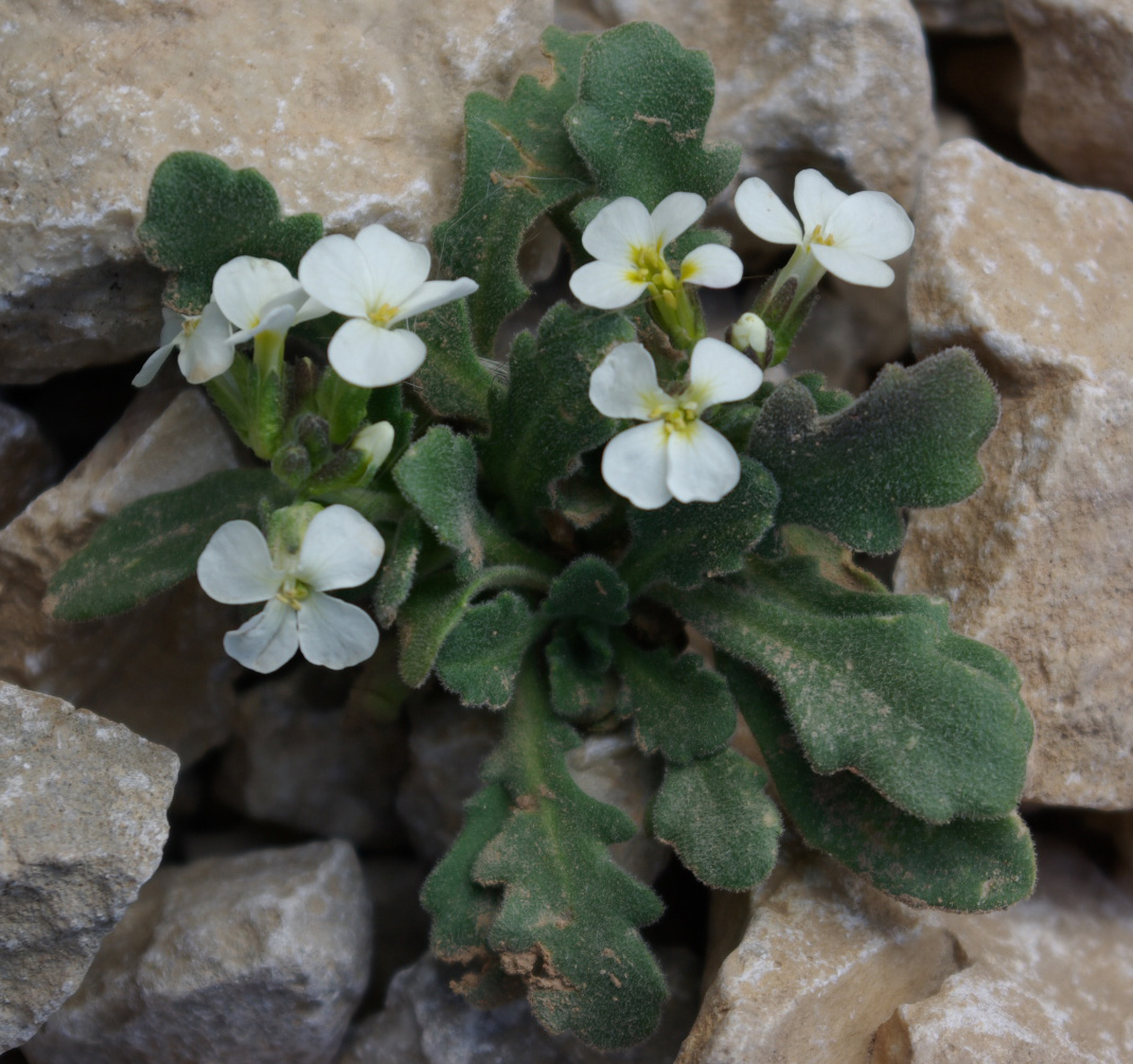 Изображение особи Arabis farinacea.