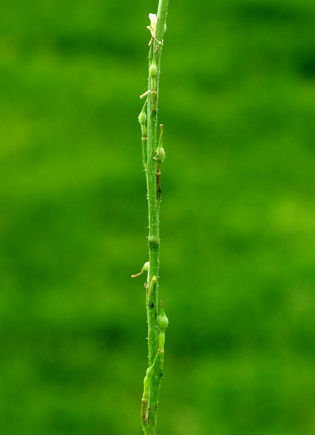 Изображение особи Rapistrum rugosum.