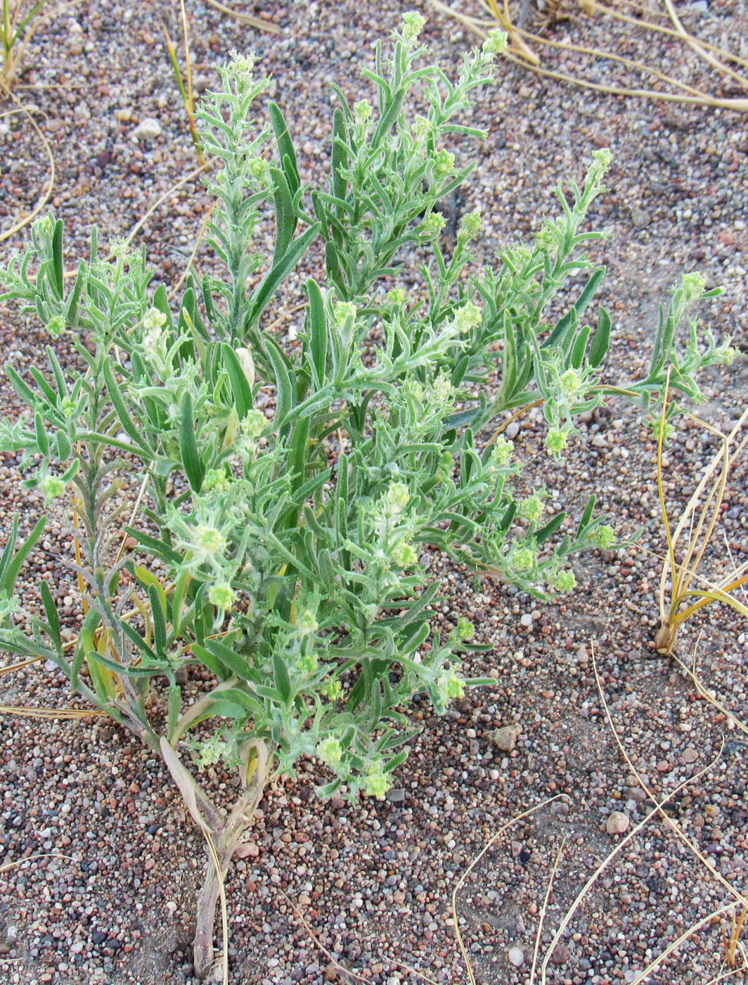 Image of Tetracme quadricornis specimen.