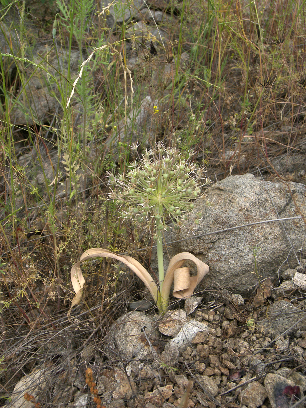 Image of Allium materculae specimen.