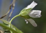 Malva neglecta. Часть побега с цветком (вид со стороны чашечки). Крым, Симферопольский р-н, с. Кизиловое, сорное на дачном участке. 30.08.2019.