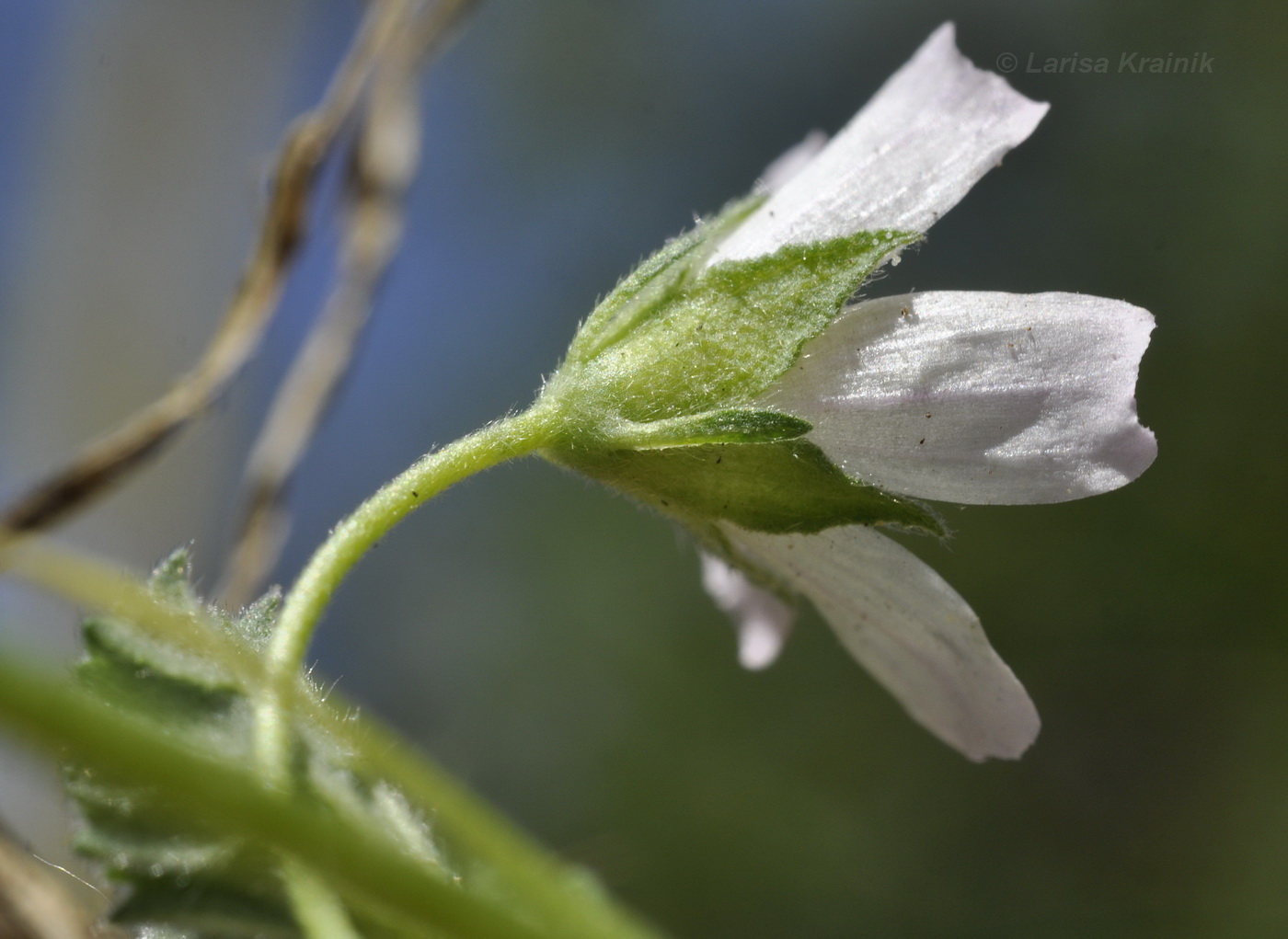 Изображение особи Malva neglecta.