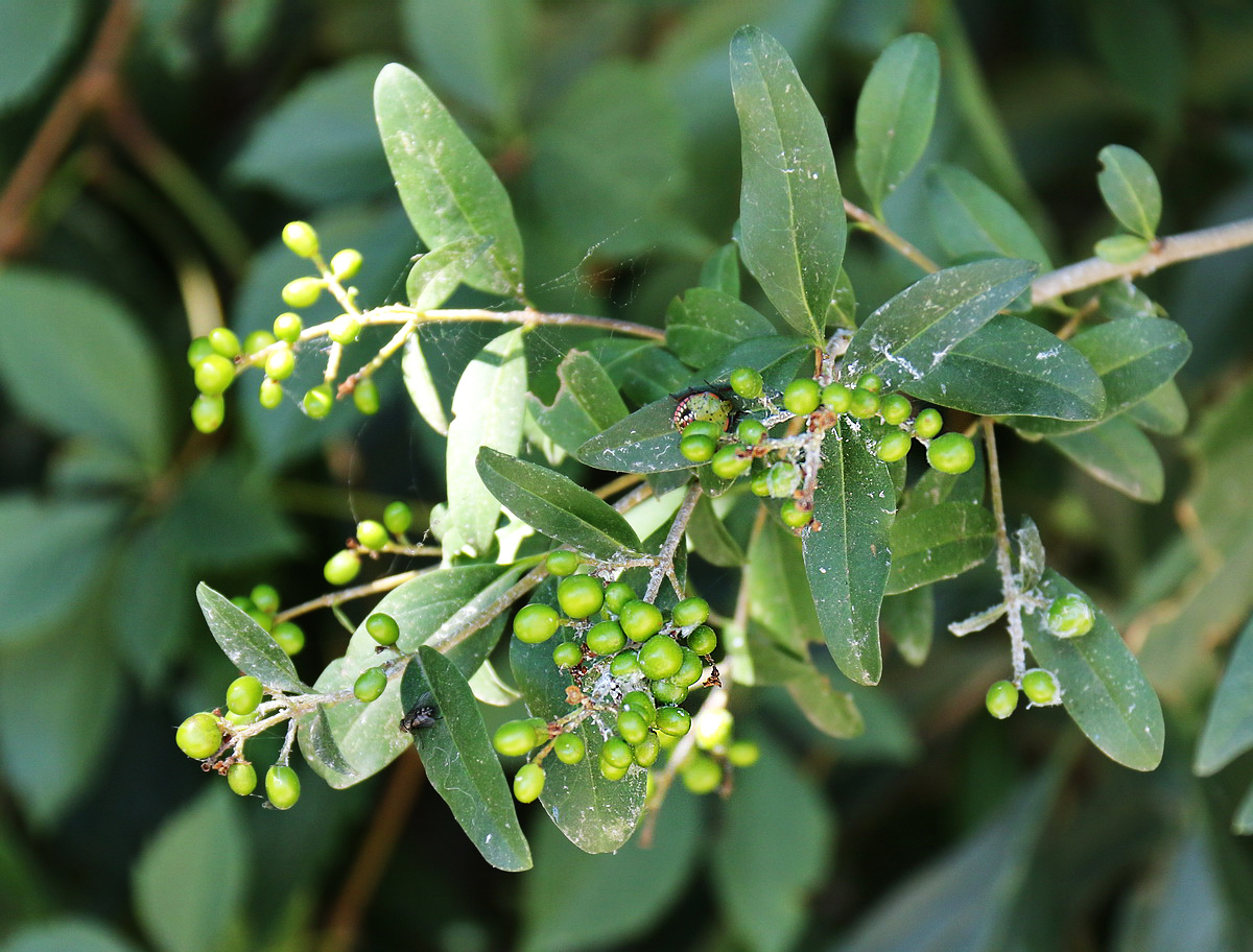 Image of Ligustrum vulgare specimen.