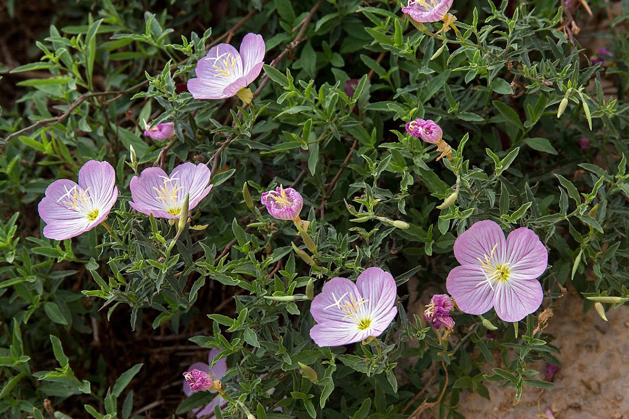 Изображение особи Oenothera speciosa.