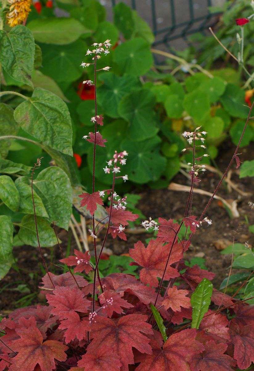 Image of genus Heuchera specimen.