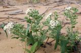 Argusia sibirica