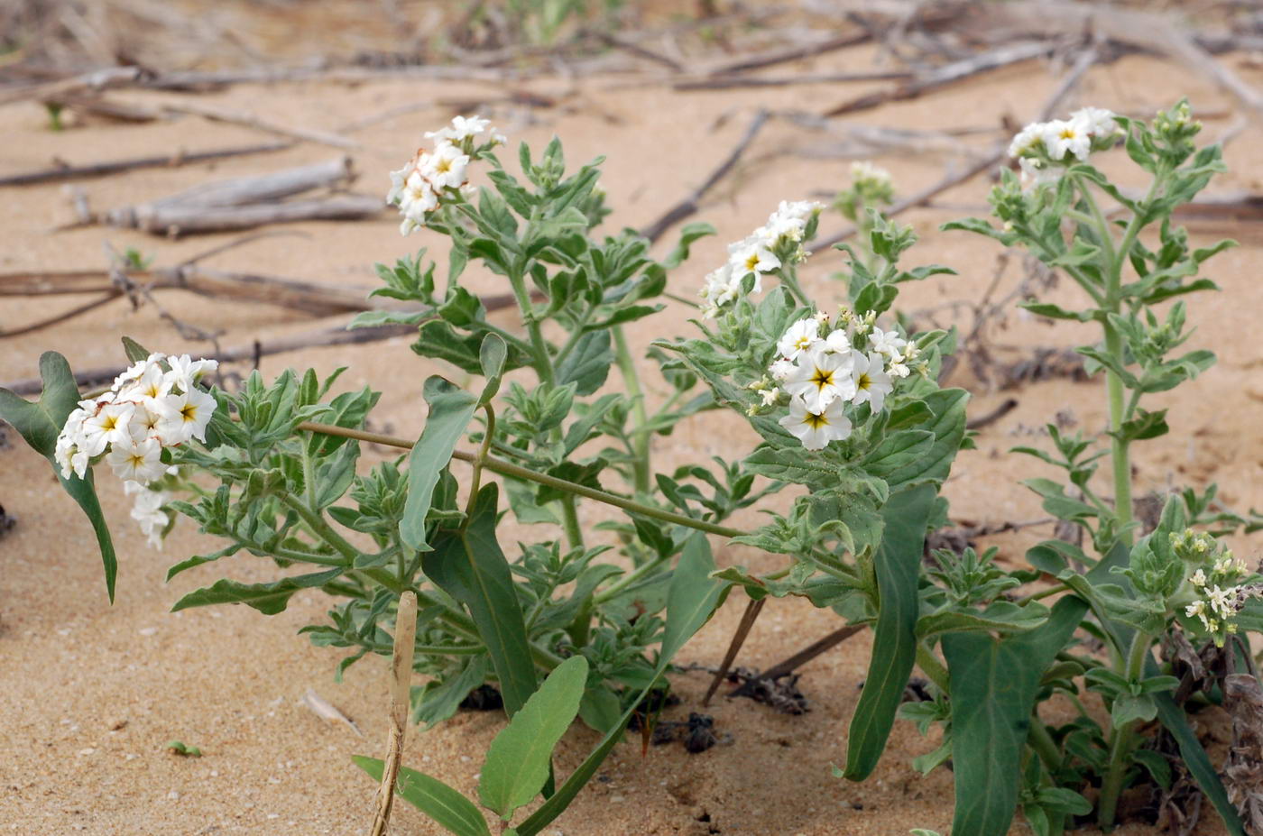 Image of Argusia sibirica specimen.