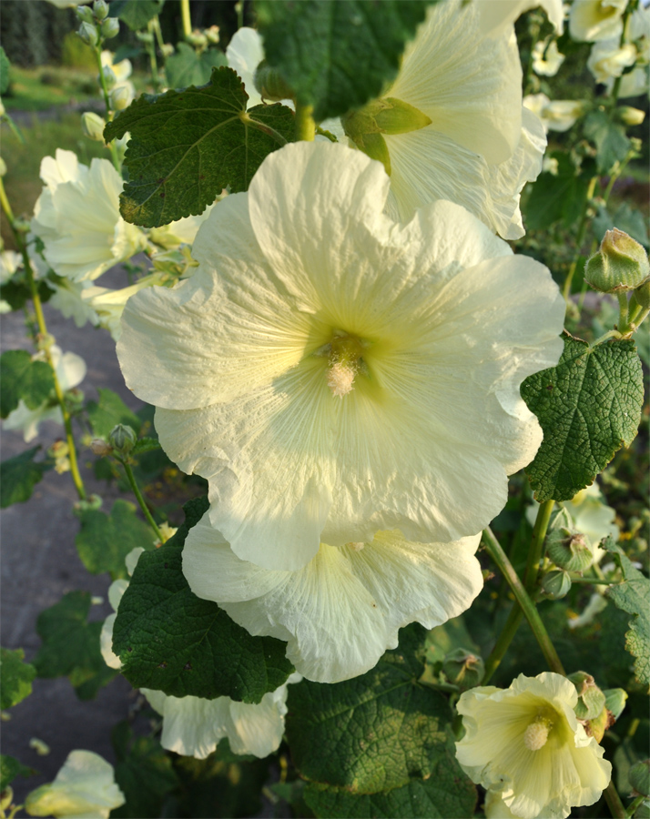 Изображение особи Alcea frolowiana.