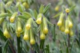 Onosma irritans