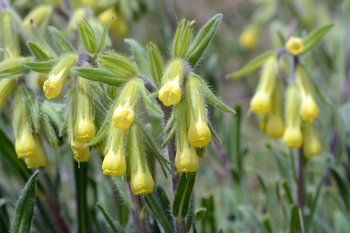 Onosma dichroantha - Image of an specimen - Plantarium