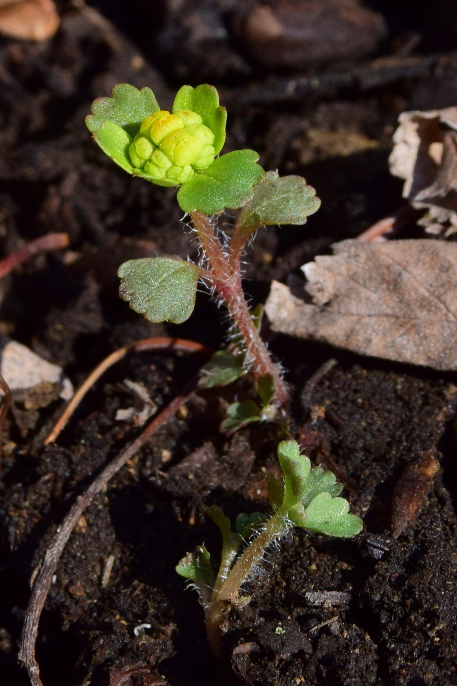 Изображение особи Chrysosplenium pilosum.