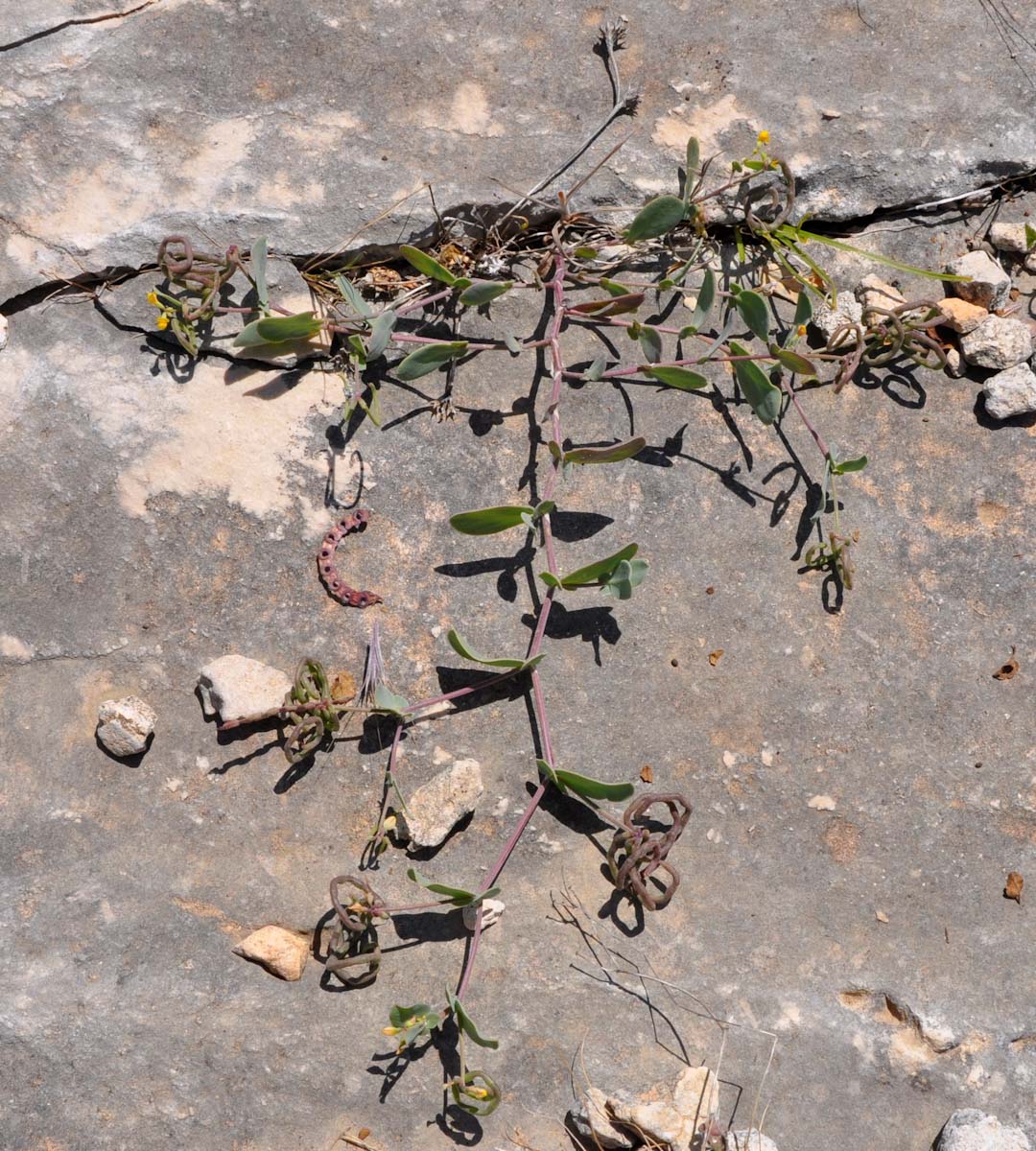 Image of Coronilla scorpioides specimen.