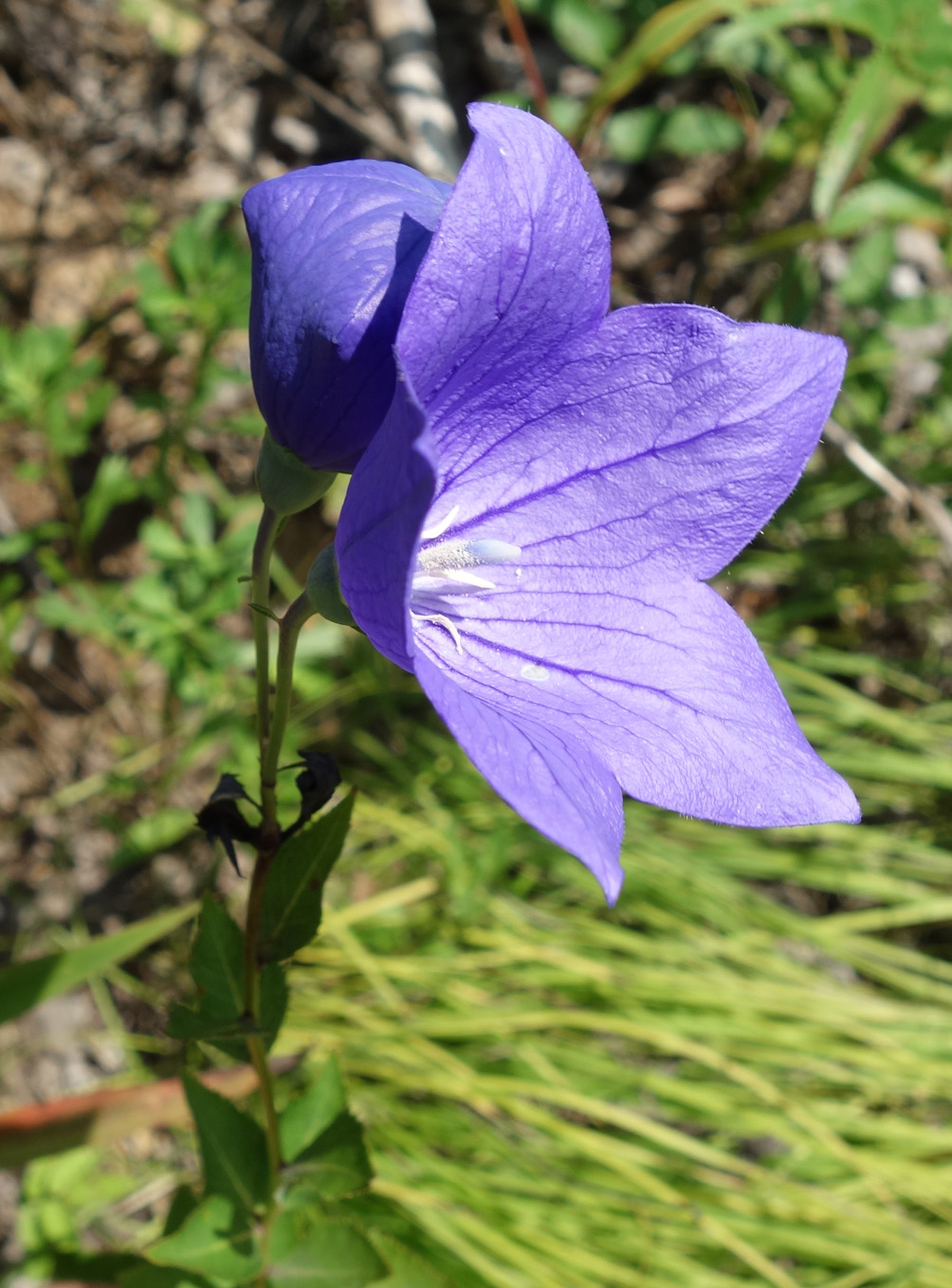 Image of Platycodon grandiflorus specimen.