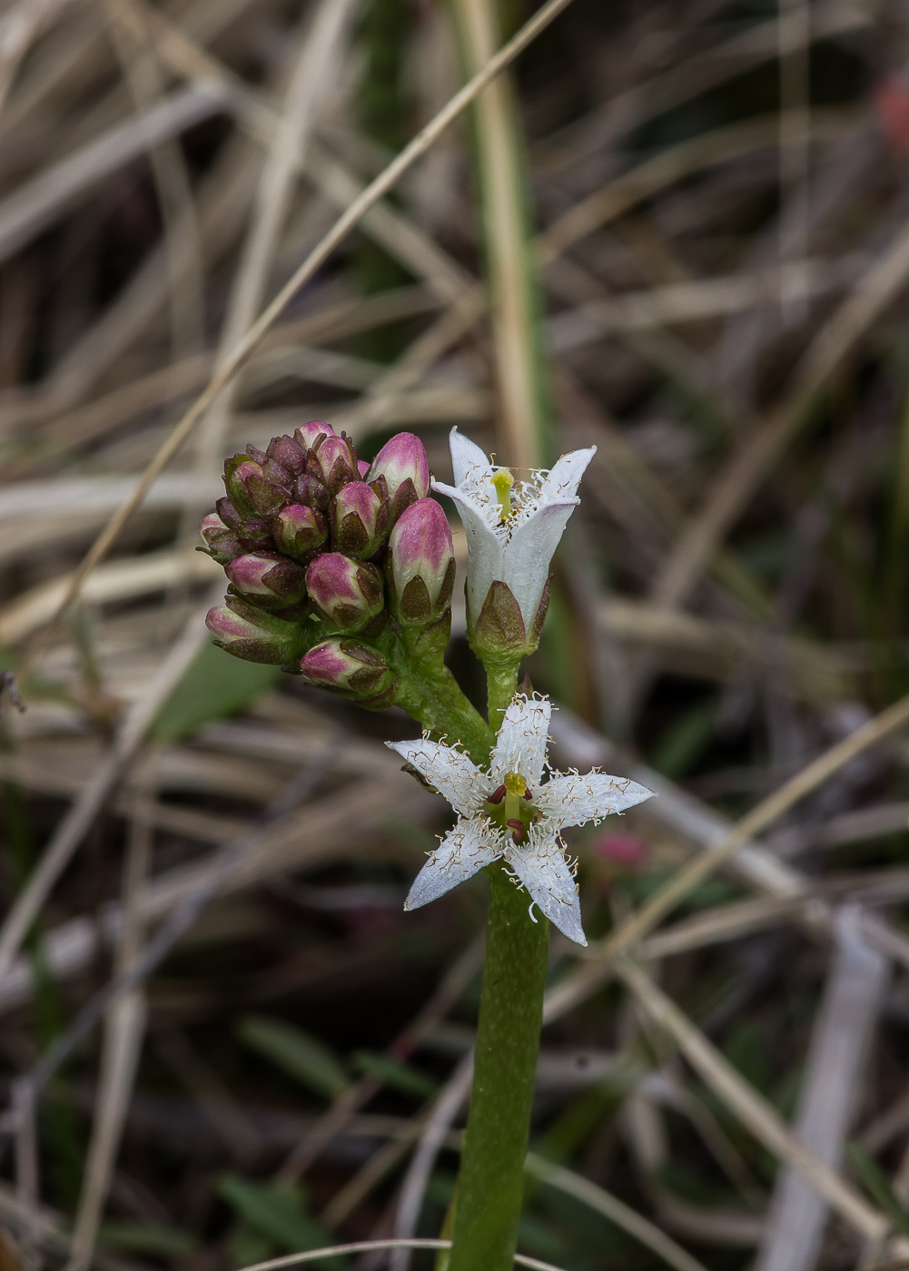 Image of Menyanthes trifoliata specimen.