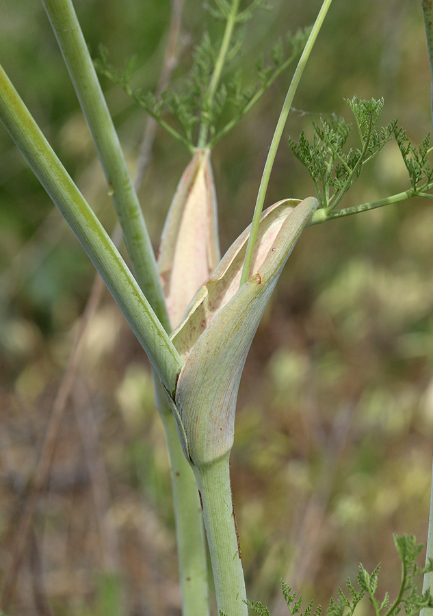 Изображение особи Ferula euxina.