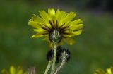 genus Pilosella