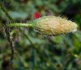 Papaver rhoeas