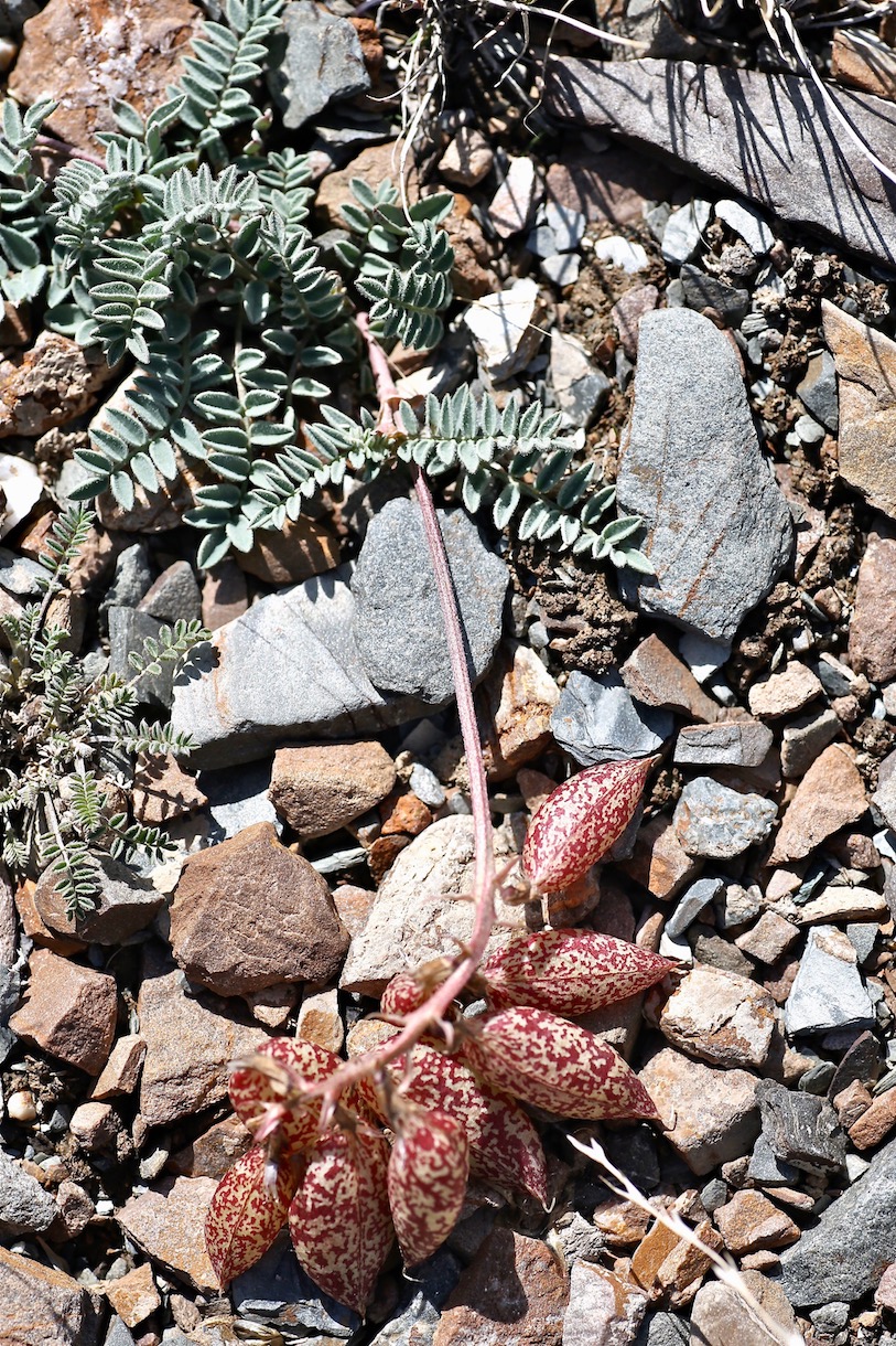 Image of Astragalus beketowii specimen.