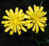 Lapsana communis