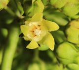 Cynanchum wilfordii. Цветок. Приморский край, Партизанский р-н, гора Брат, сухой крутой южный склон, в редколесье дуба монгольского (Quercus mongolica) с густыми зарослями леспедецы (Lespedeza bicolor), полыни (Artemisia gmelinii), злаков (Spodiopogon sibiricus) и разнотравья (Syneilesis aconitifolia, Rhaponticum satzyperovii, Sophora flavescens и др.). 30.06.2020.