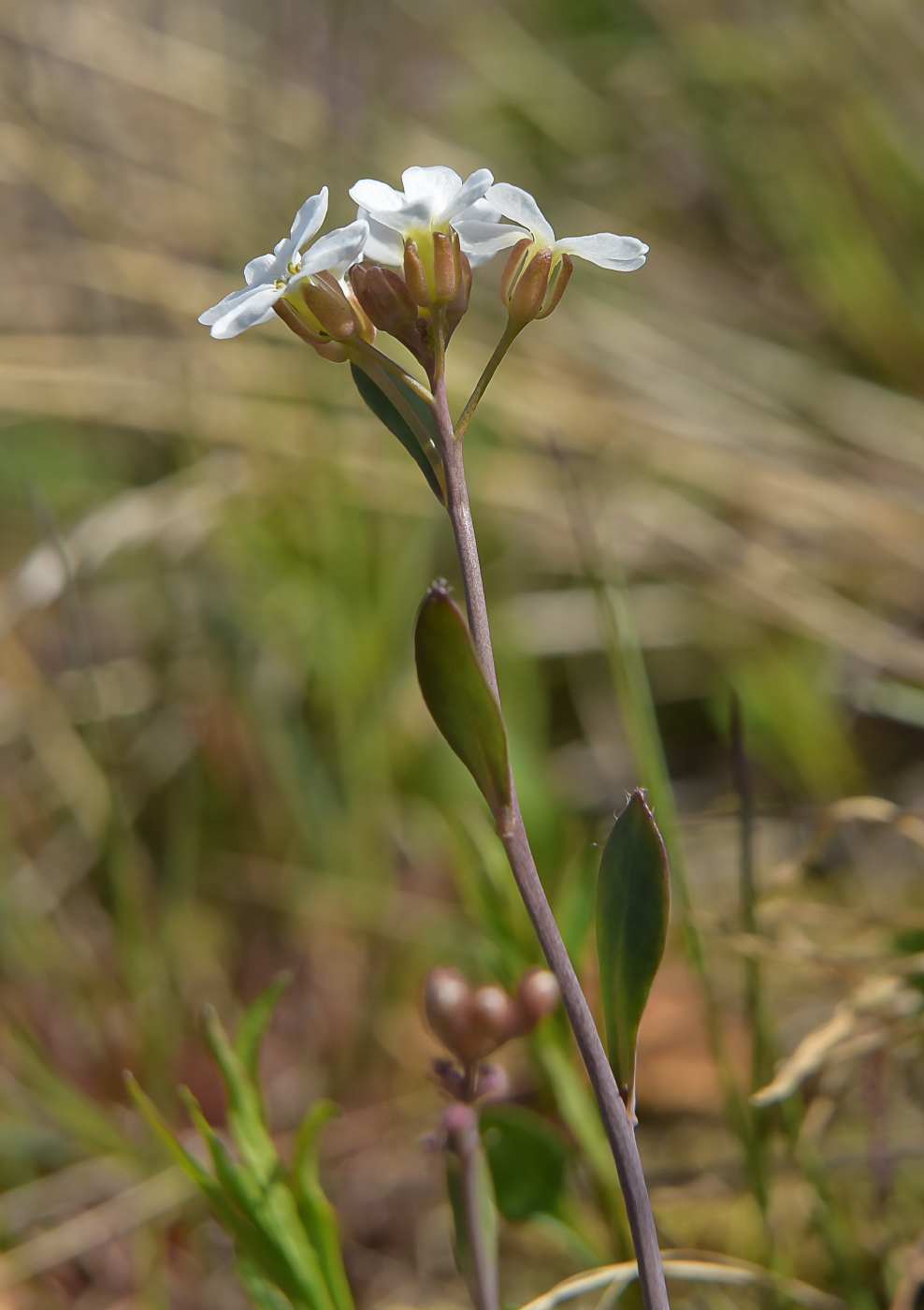 Изображение особи Arabidopsis petraea.