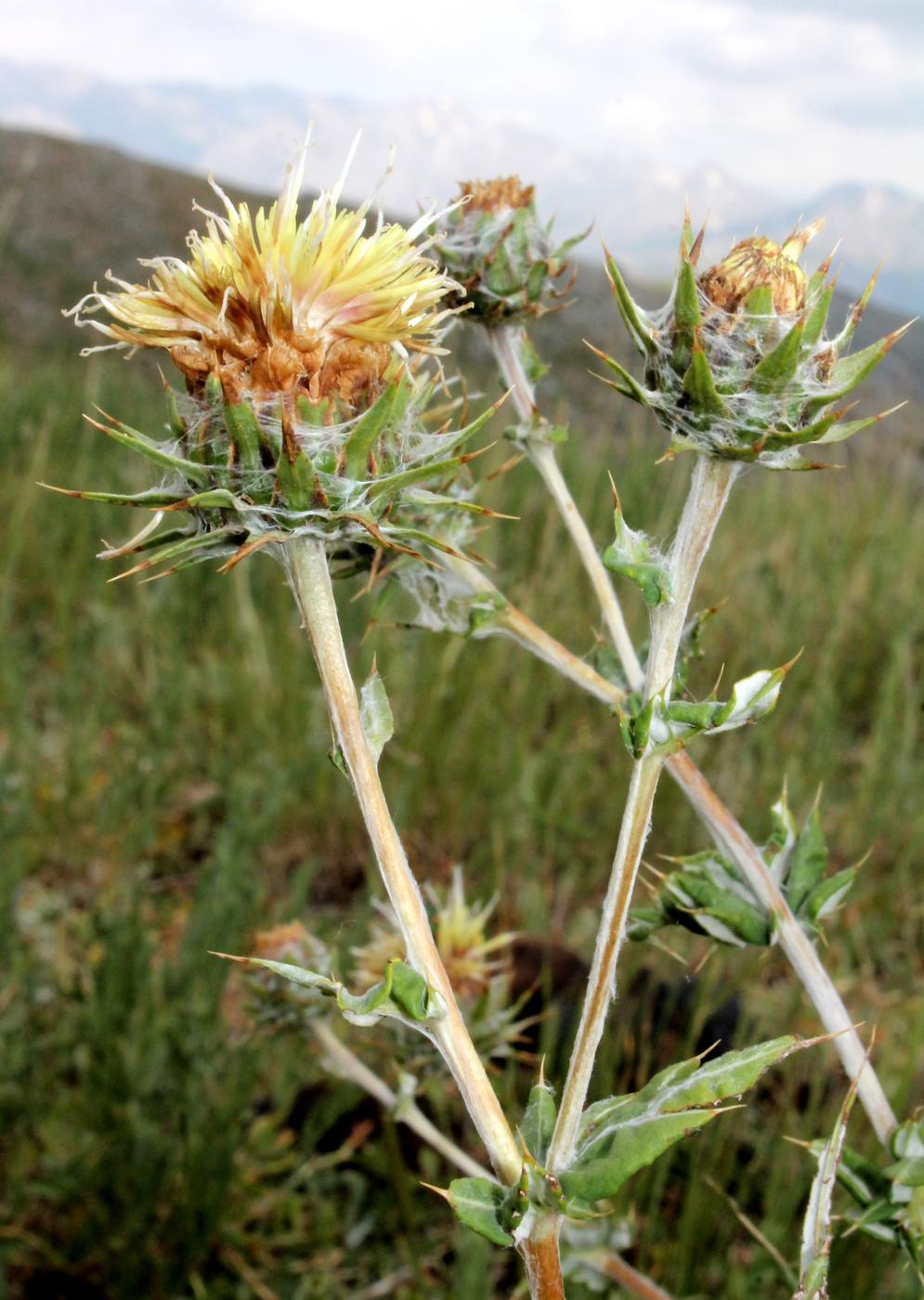 Image of Cousinia chrysantha specimen.