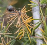 Asparagus nesiotes подвид purpureiensis. Сухая веточка с плодом. Испания, автономное сообщество Канарские о-ва, о-в Фуэртевентура, провинция Las Palmas, муниципалитет Pajara, пос. La Lajita, \"Оазис-Парк\", ботанический сад, reserva de plantas autoctonas. 08.06.2019.