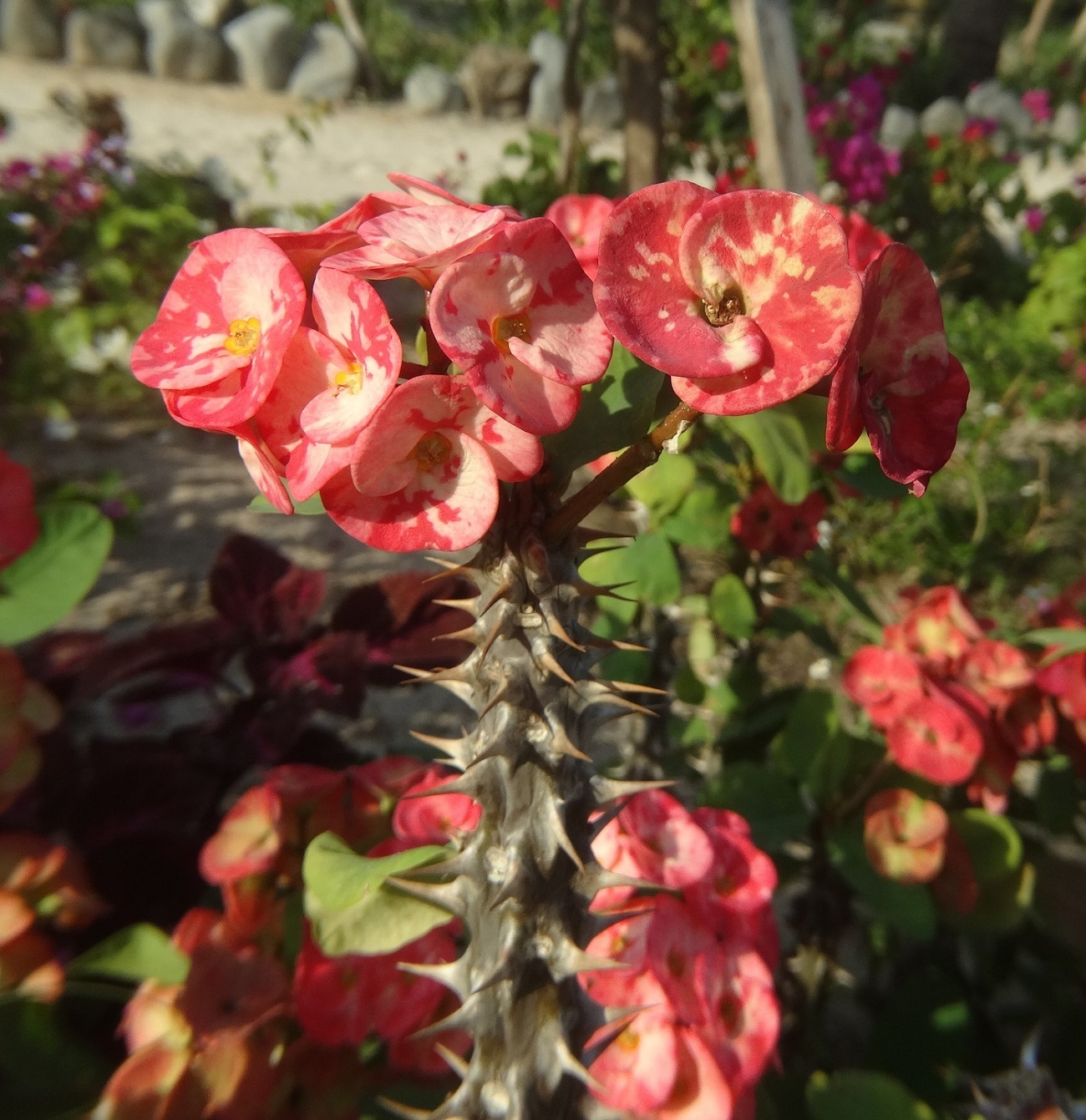 Image of Euphorbia splendens specimen.