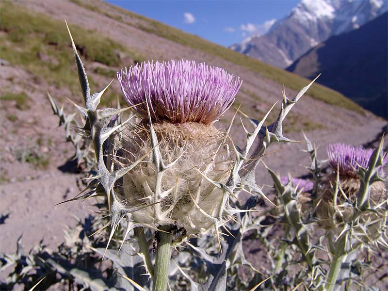 Image of Cirsium cephalotes specimen.