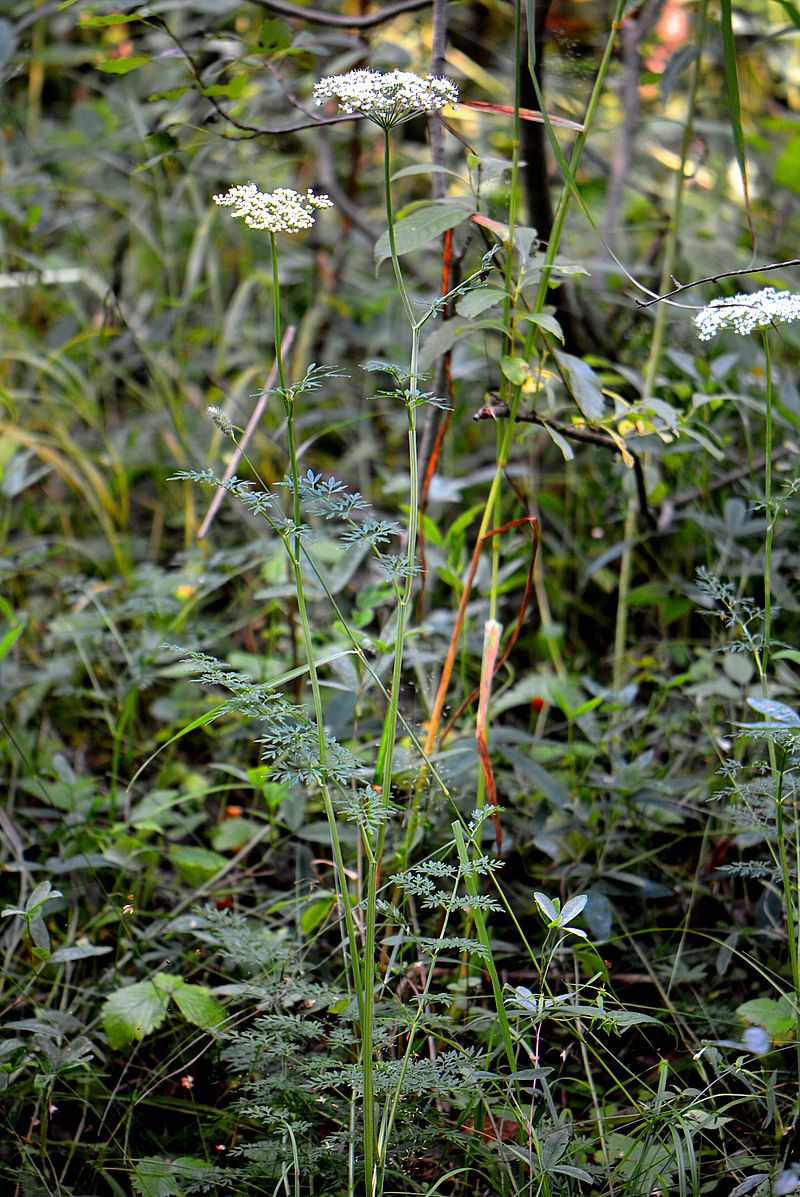 Image of Selinum carvifolia specimen.