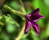 Nicotiana alata