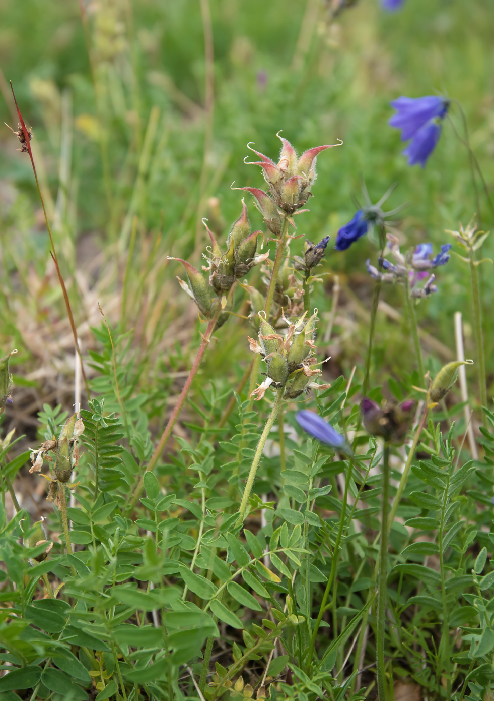 Изображение особи Oxytropis karga.