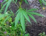 Cannabis sativa var. spontanea