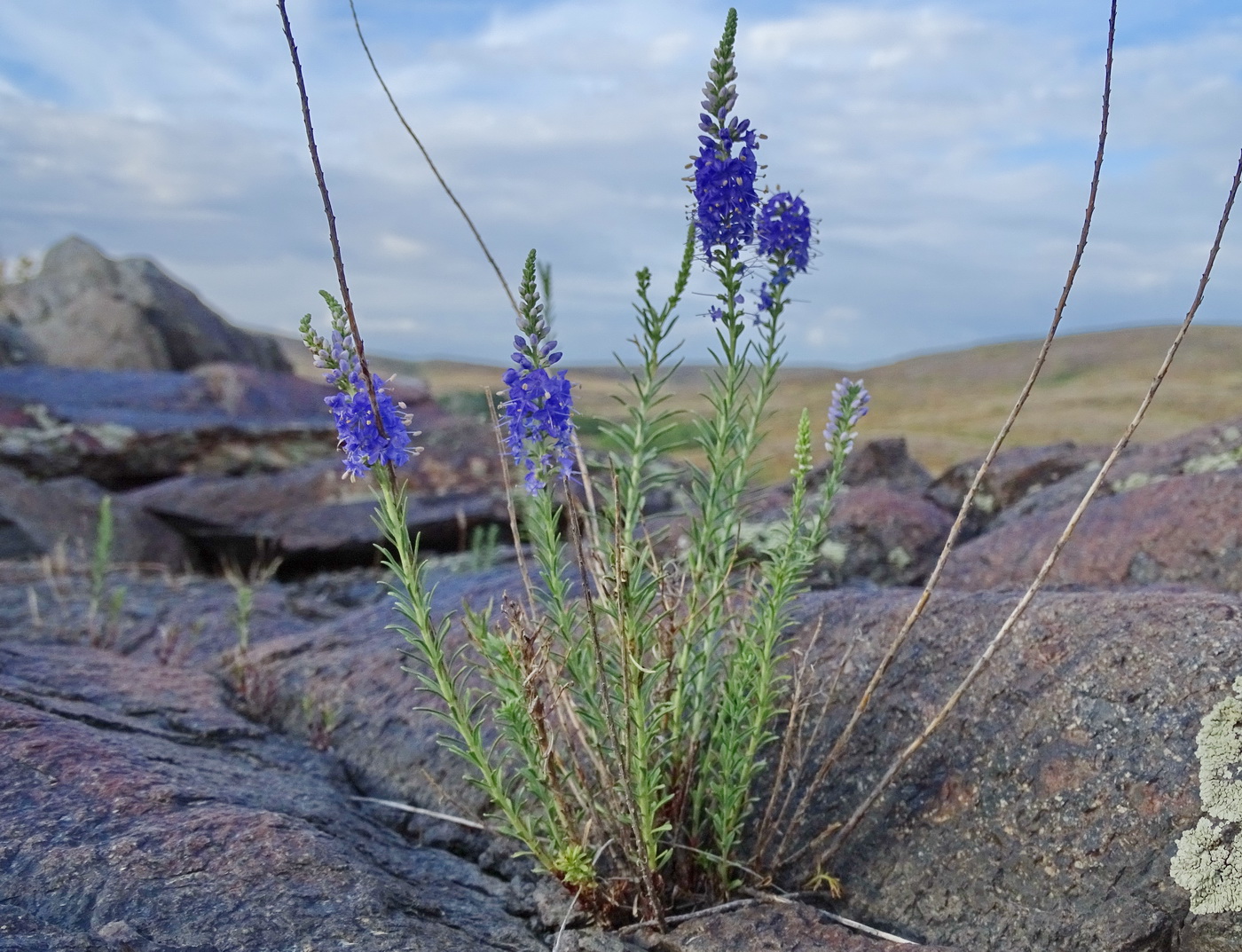 Image of Veronica laeta specimen.