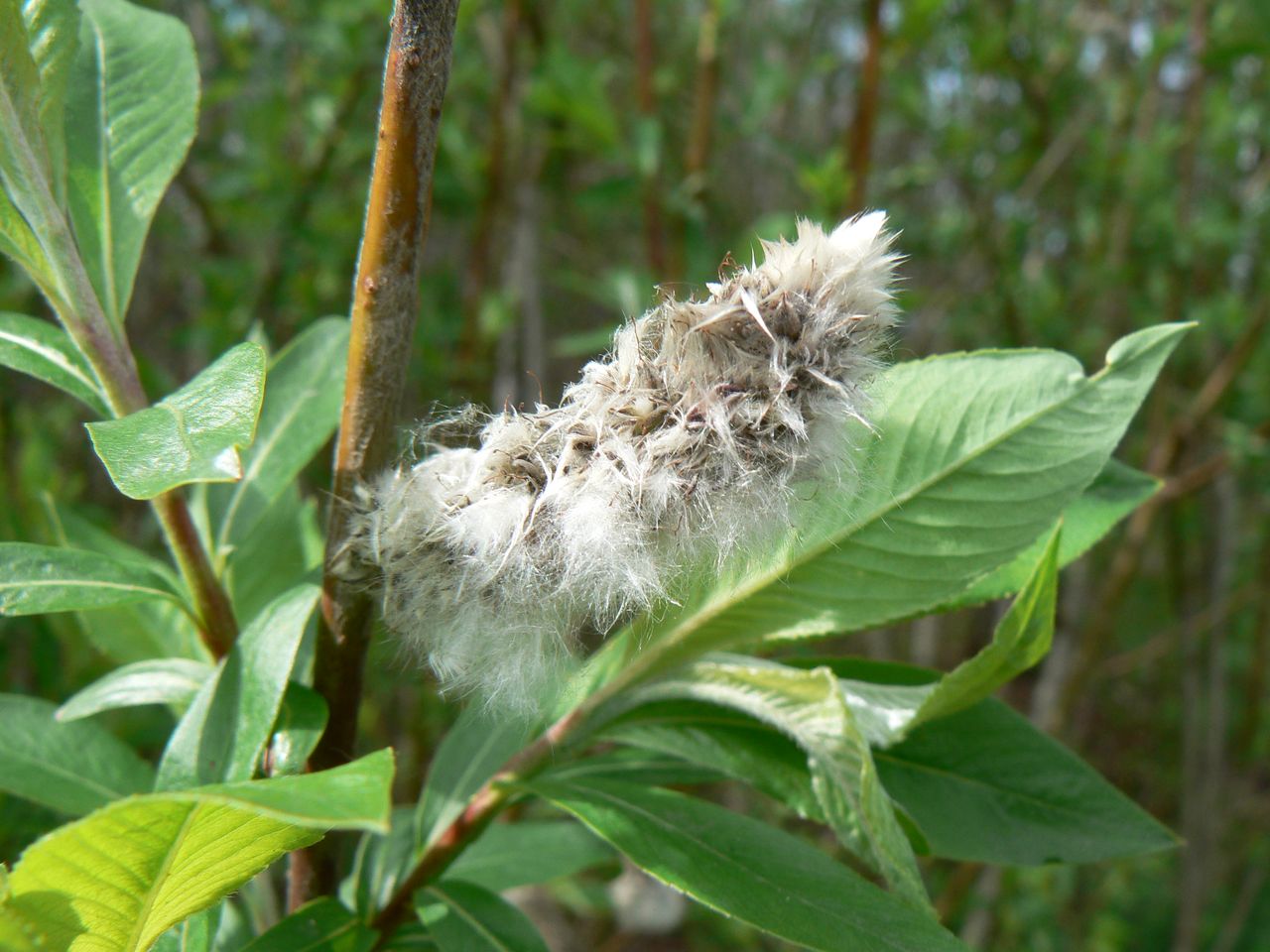 Image of Salix gracilistyla specimen.