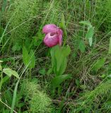 Cypripedium macranthos