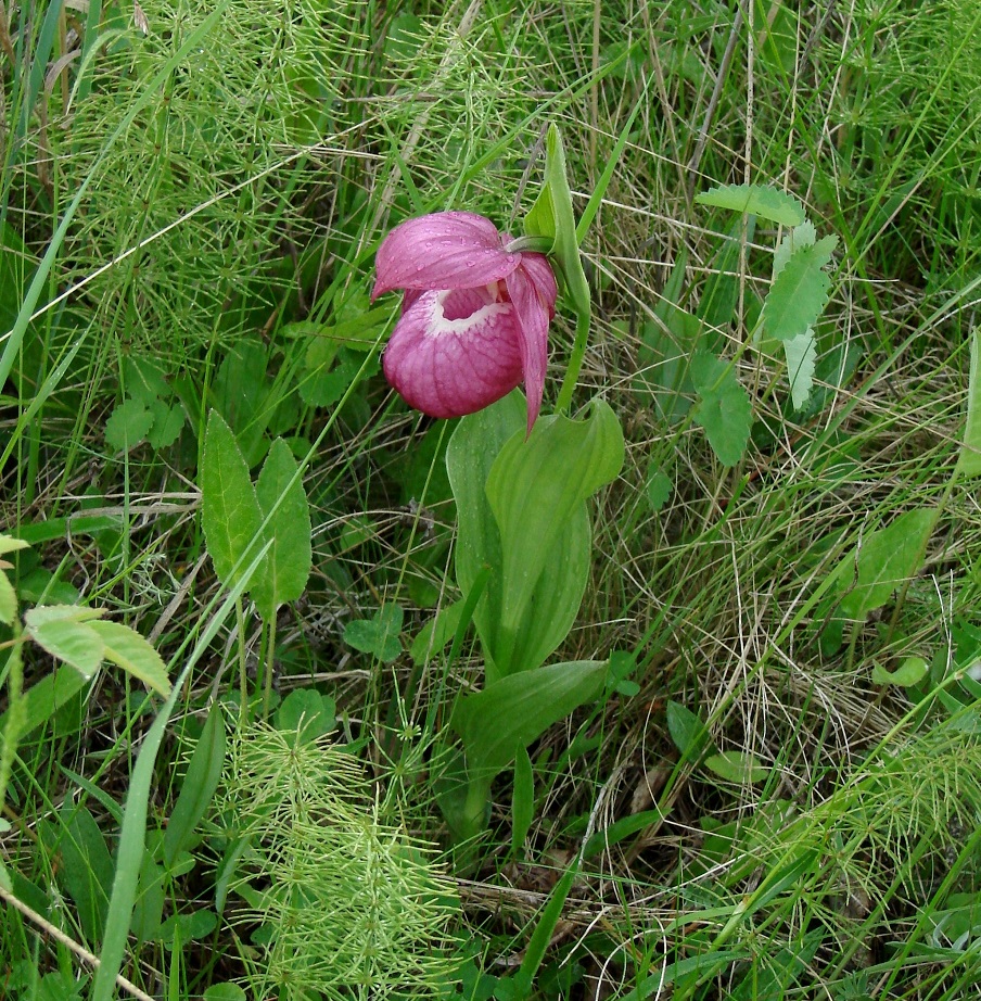 Image of Cypripedium macranthos specimen.