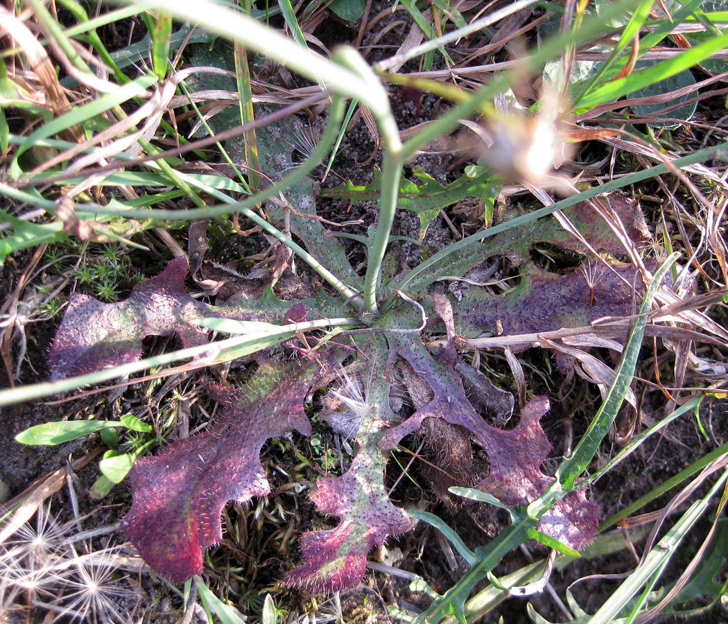 Image of Hypochaeris radicata specimen.