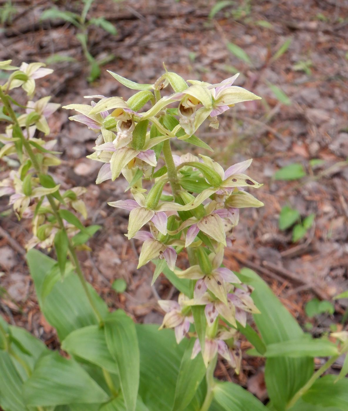 Изображение особи Epipactis helleborine.