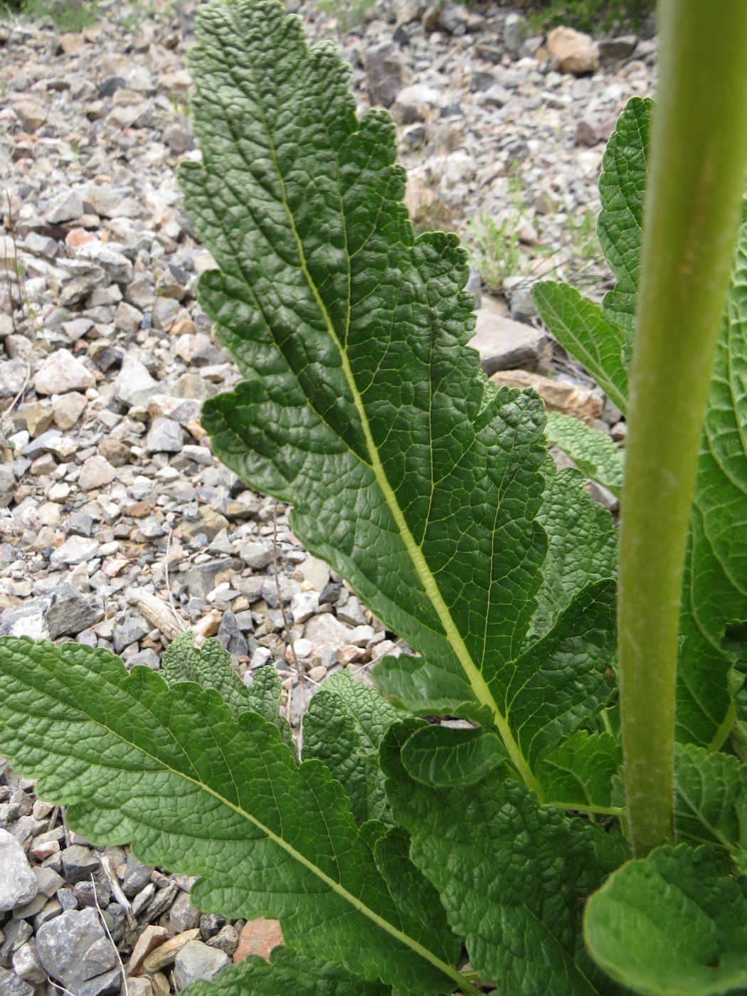 Image of Phlomoides sarawschanica specimen.