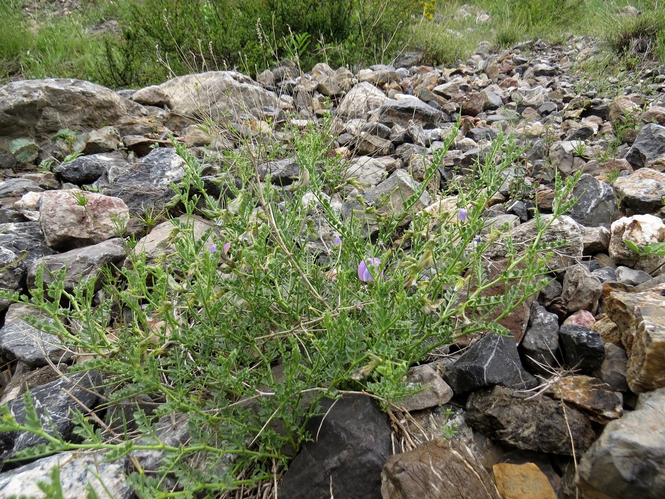 Image of Cicer pungens specimen.