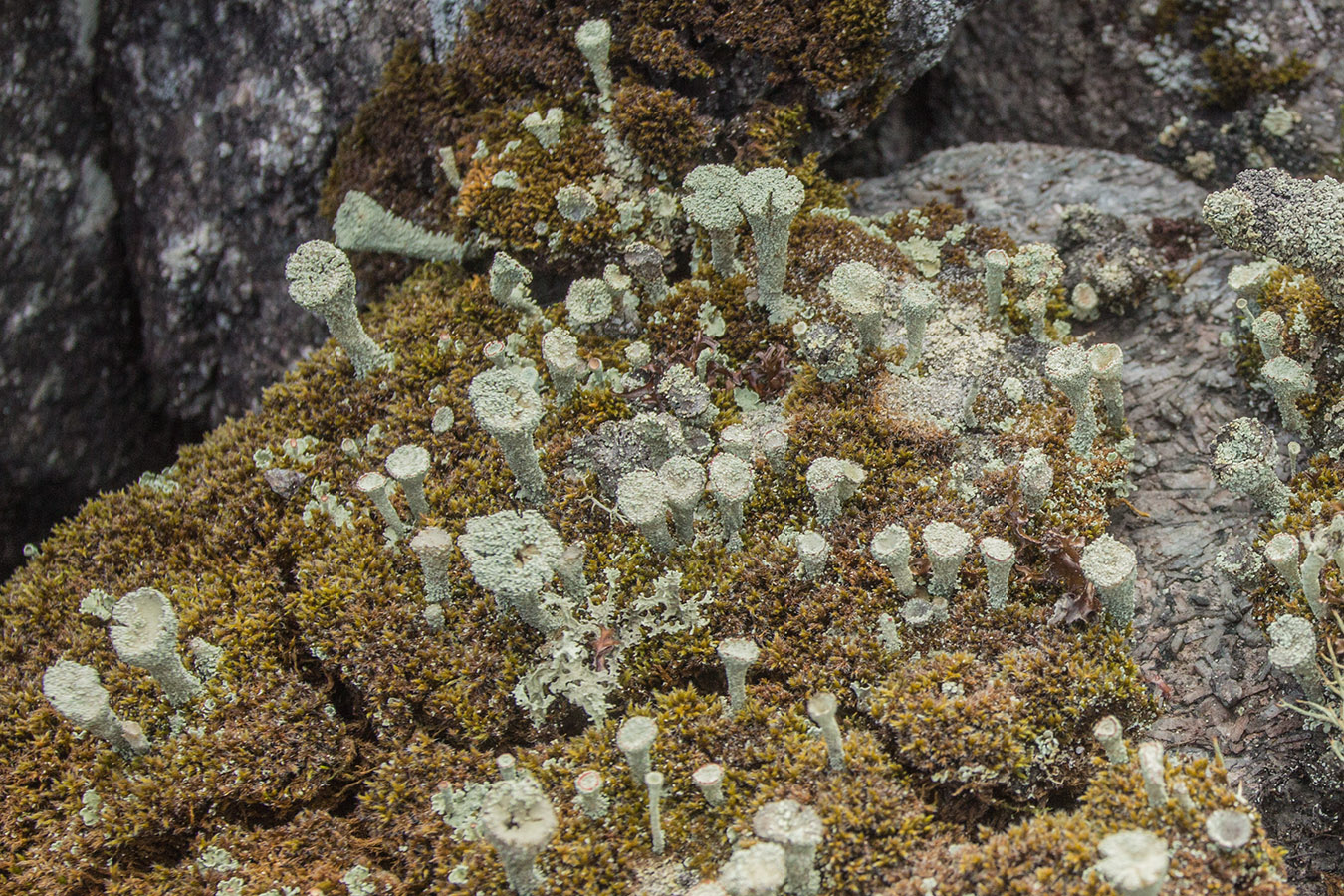 Изображение особи род Cladonia.