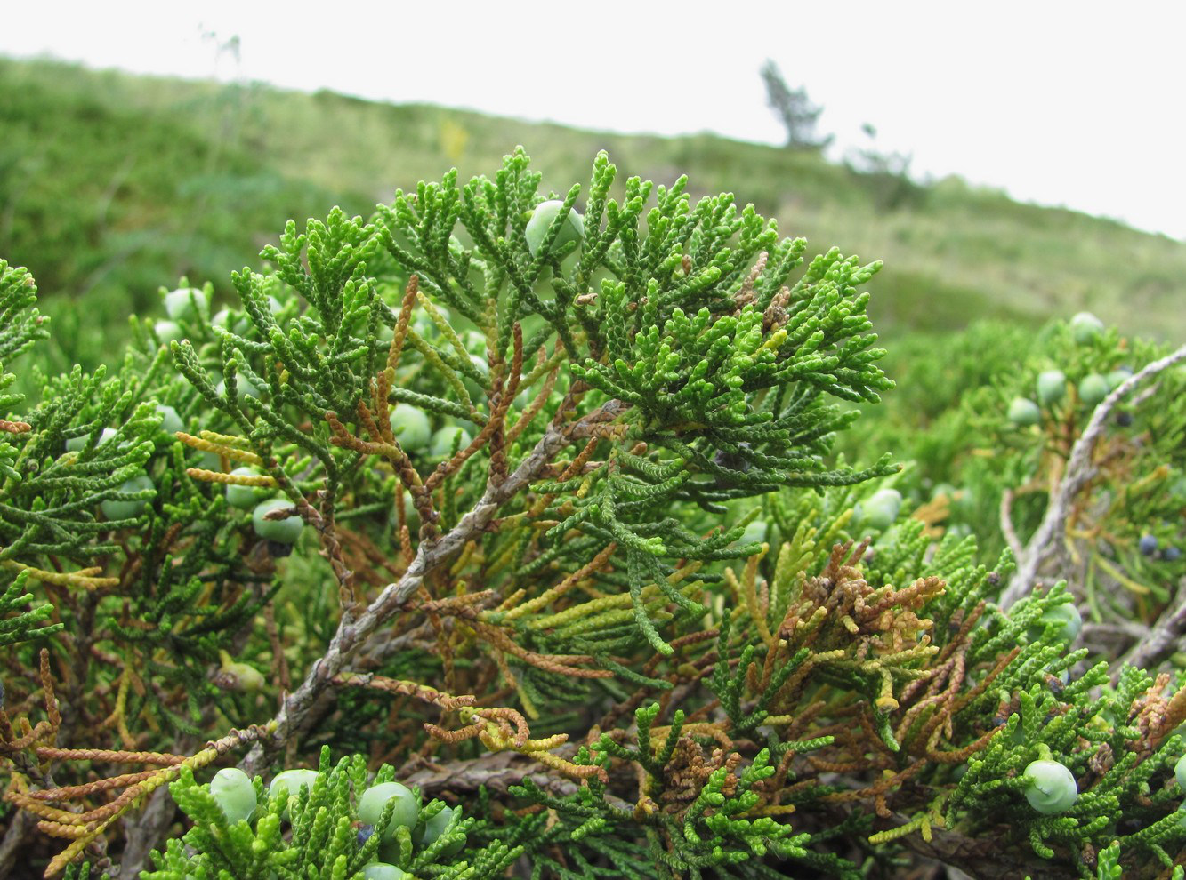 Image of Juniperus sabina specimen.