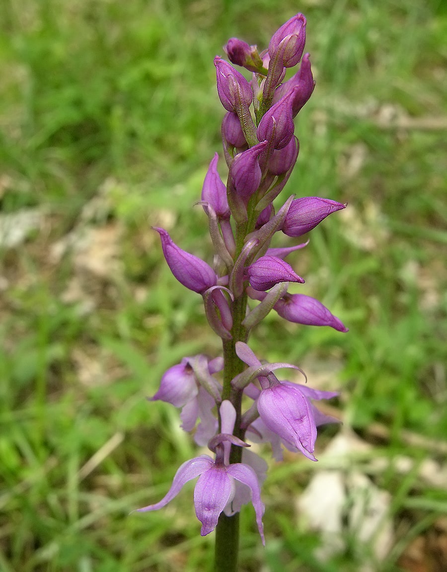 Image of Orchis patens specimen.
