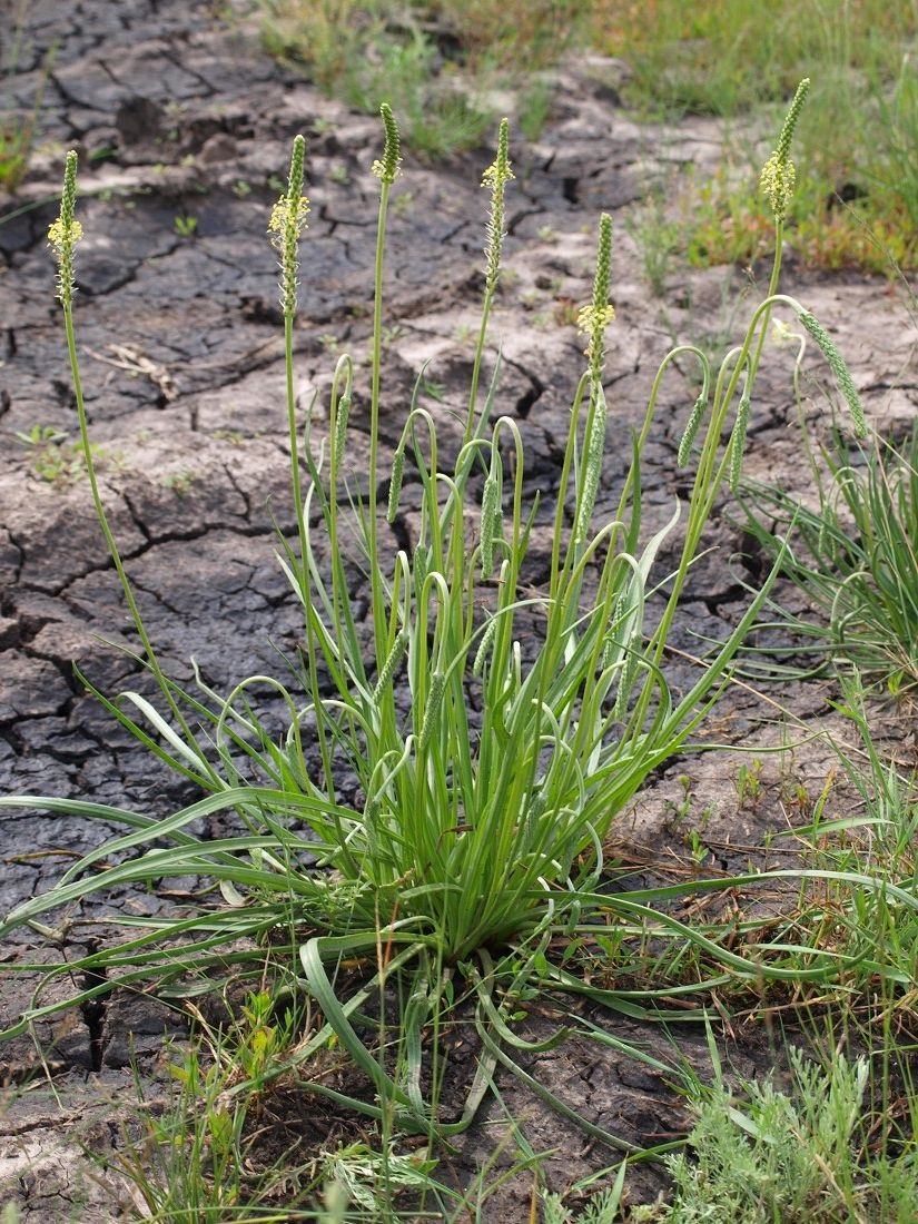 Image of Plantago salsa specimen.