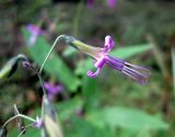 Prenanthes purpurea. Соцветие-корзинка (вид сбоку). Украина, Ивано-Франковская обл., Надворнянский р-н, природный заповедник \"Горганы\", редкий еловый лес. 26 августа 2010 г.