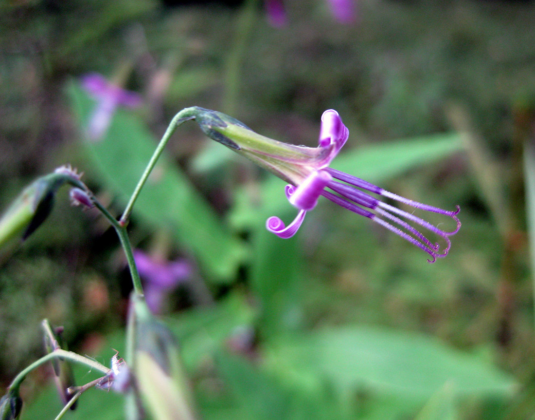 Изображение особи Prenanthes purpurea.