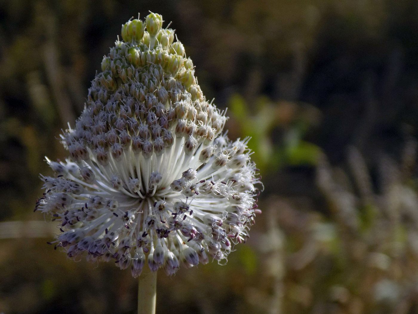 Image of Allium guttatum specimen.