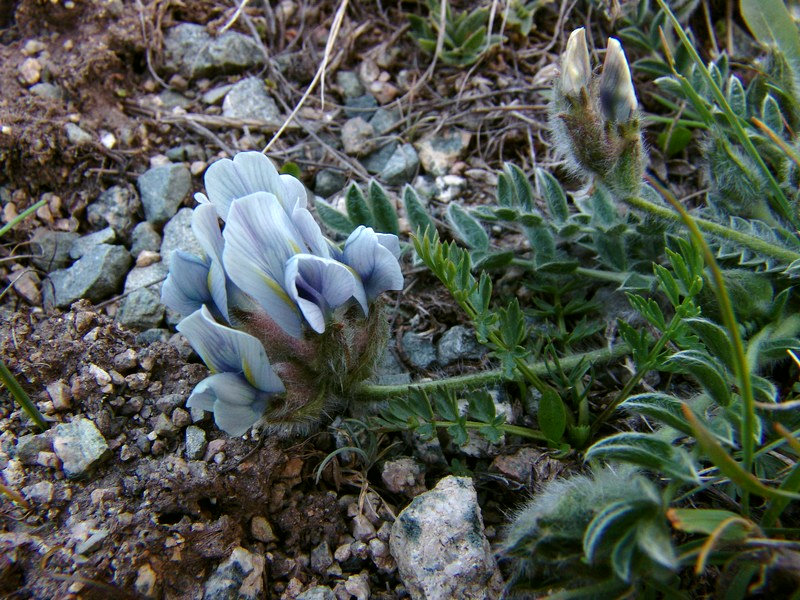 Изображение особи род Oxytropis.