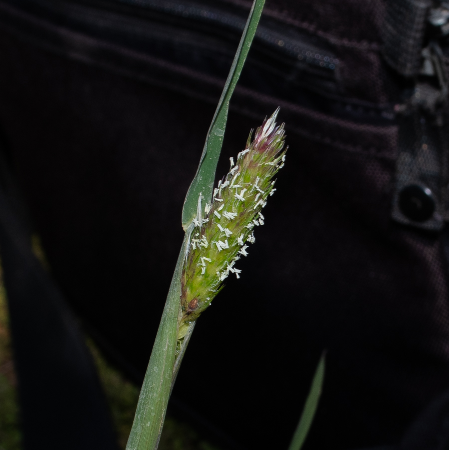 Image of Phalaris brachystachys specimen.